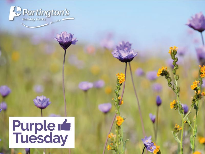Partington's Join Purple Tuesday 