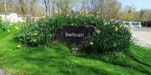 black beck touring daffodil plaque