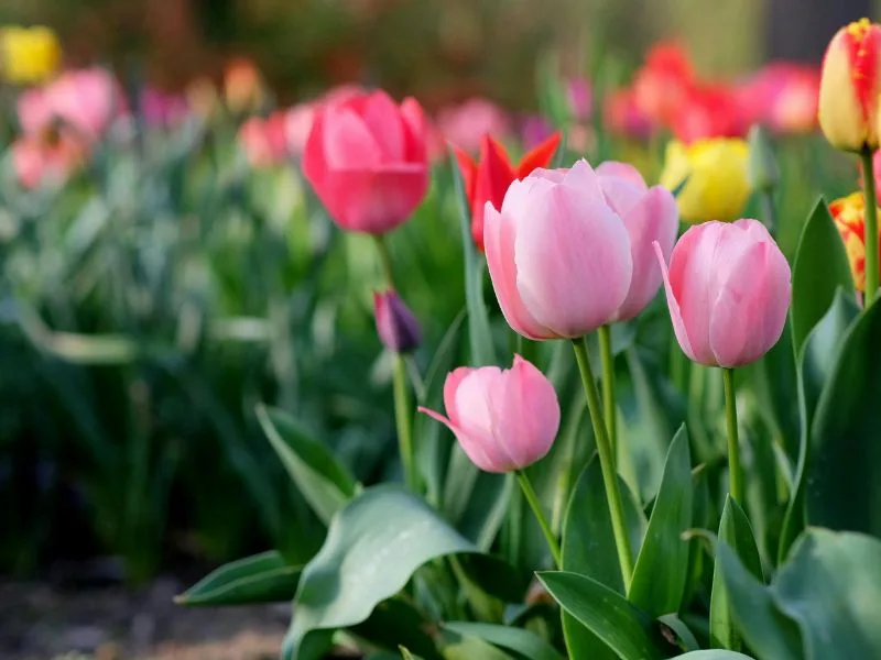 Newton Hall | What’s On, May 2026