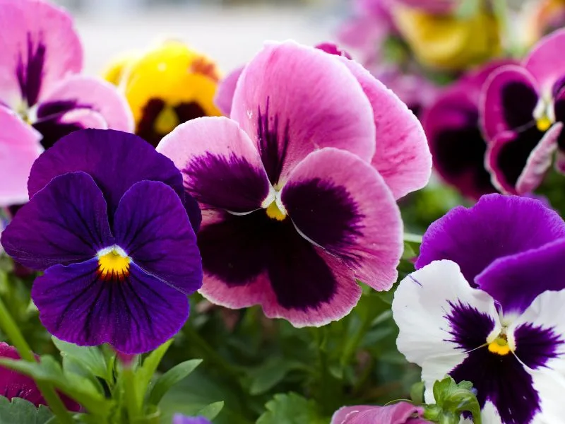 Windy Harbour | What’s On, May 2026