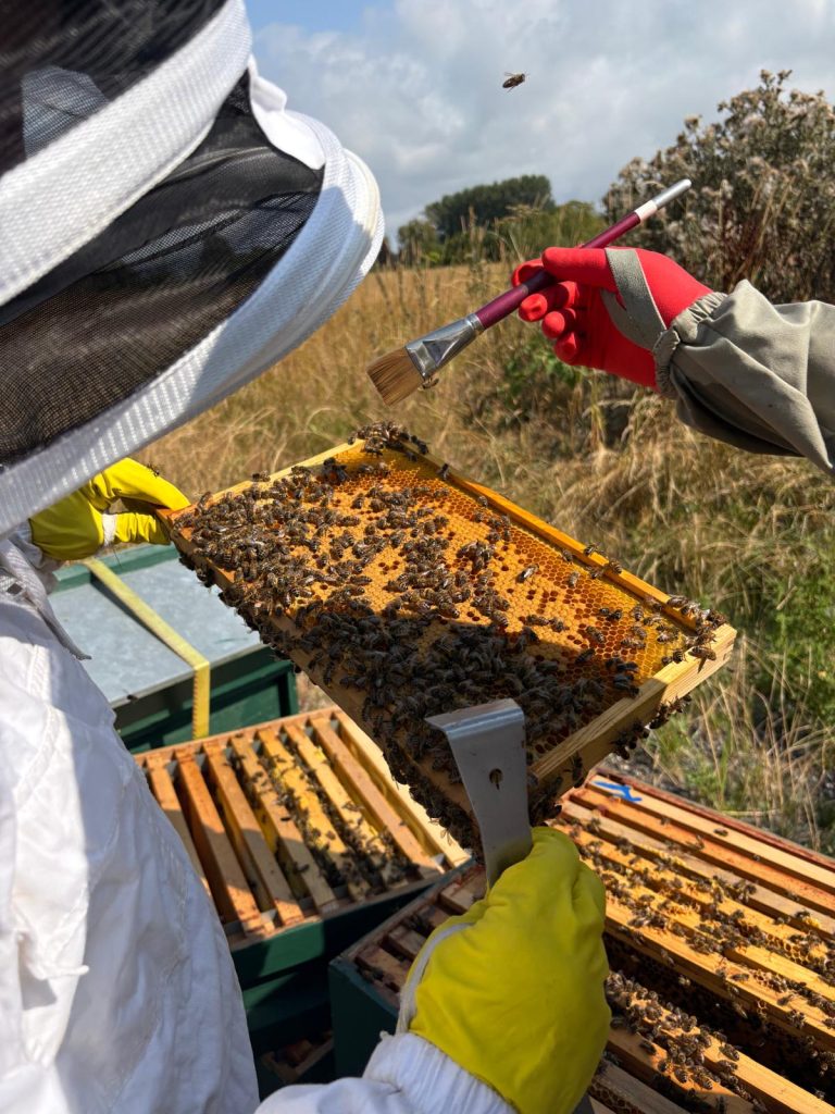 Take a look at our latest Bee Update from Windy Harbour Holiday Park