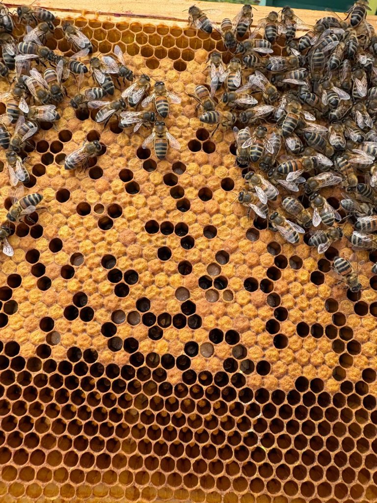 Bee Hive Update – it’s time to colour our Queen!