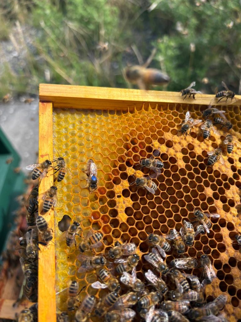 Two Queens, Two Hives & Preparing for Winter