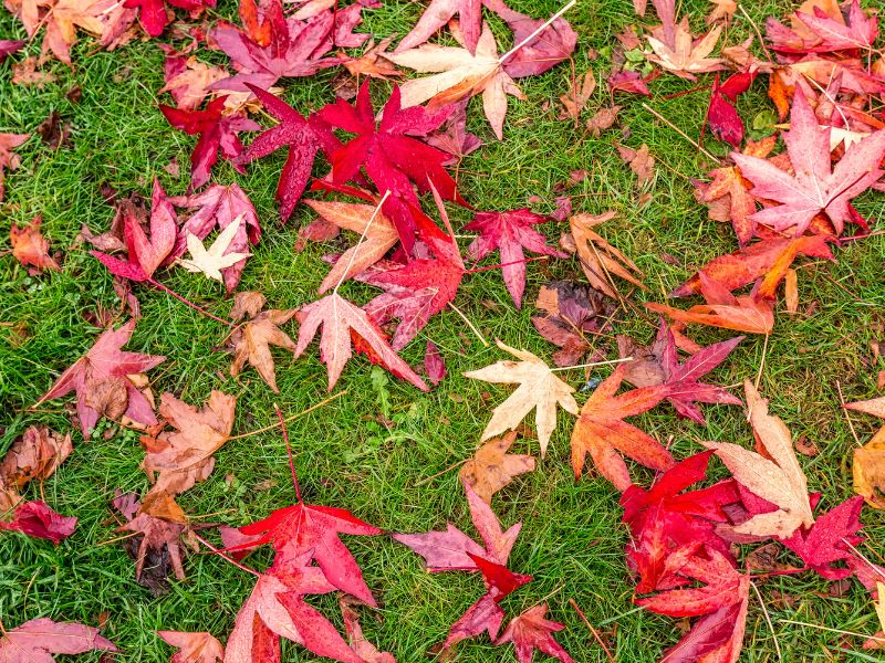 Newton Hall | What’s On, November 2026